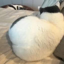 40%