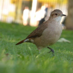 Aficionados de los pájaros felices