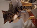 The Itty Bitty Kitty Committee