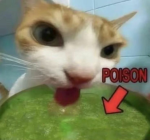 rat poisoning