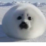 Big Seal Supporters
