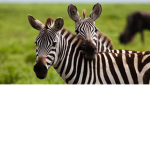 THE ZEBRA SQUAD FOR LIFE