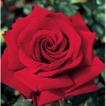 TheRoseFans