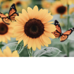 $Sunflower group$