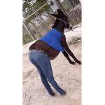 THE DONKEY JEANS