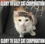 silly cat corporation