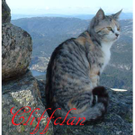 Cats of Cliff clan