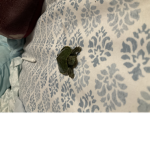 Join my turtle Group