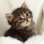 Cats are the best they’re so cute