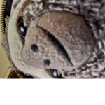 -Vanessa's Sloth Group-