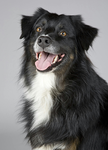 HoundsCo