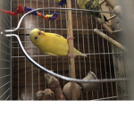 Tiny the bird squad