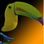 Toucan's Epic Group