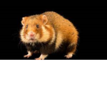da hamster army