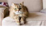 Catdominion