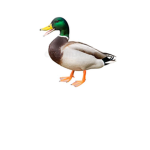 Ducky and friends ONLY