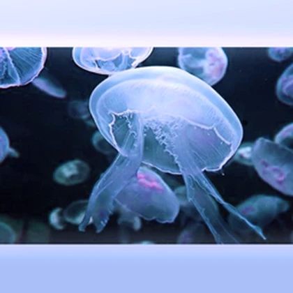 the jellyfish kingdom Roblox group icon
