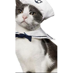 Navy little cat
