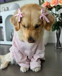 GOLDEN PUPPY12335