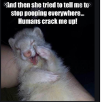 My ferrets