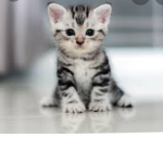 #MAR.MAR.CAT.SQAUD