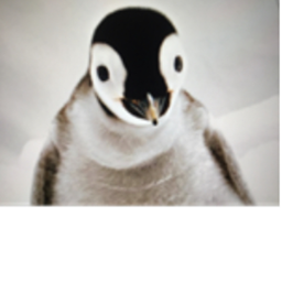 penguin café