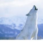 #Wolf squad foreva