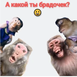 Monkey World RP icon