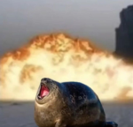 #seals4life