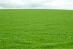 grass lands for the grass boiz