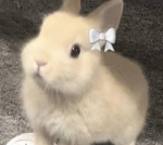 bun•bun