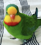 Fat birb Group