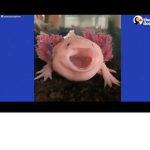 Axolotl gang axolotl‘s only