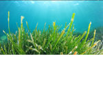 seaweed united