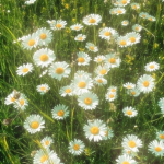 Daisy’s luvs blossom