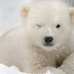 My Snowy Bears