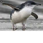 little blue penguin group