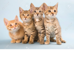 four Cats