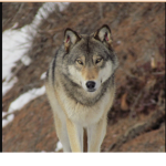*+*The Wolf Pack*+*