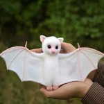 BATS UNITED REBIRTH