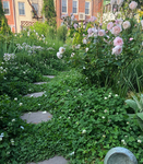 Clovie's GARDEN