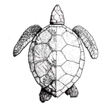 Royale Turtles
