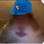 The the hamster