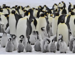 FaZe Penguin team love!!!!!!!!!