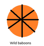 wild baboons