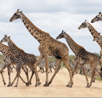 Giraffe Council