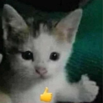 grupo para mis compas