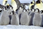 The Penguin Protectors