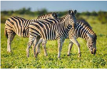 ZEBRAS!!!!!!!!