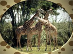 the giraffes